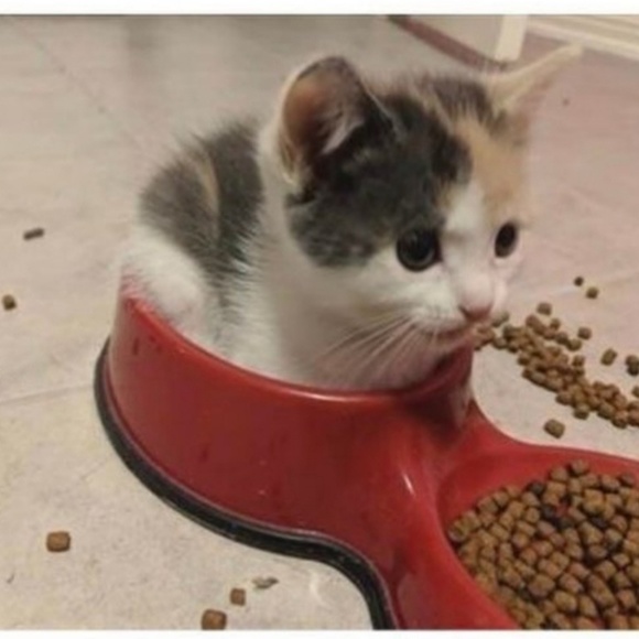 Meet your Posher, Jessica - Picture 1 of 1